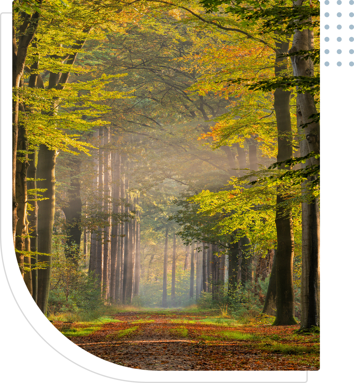 Forest path with sunlit autumn trees.